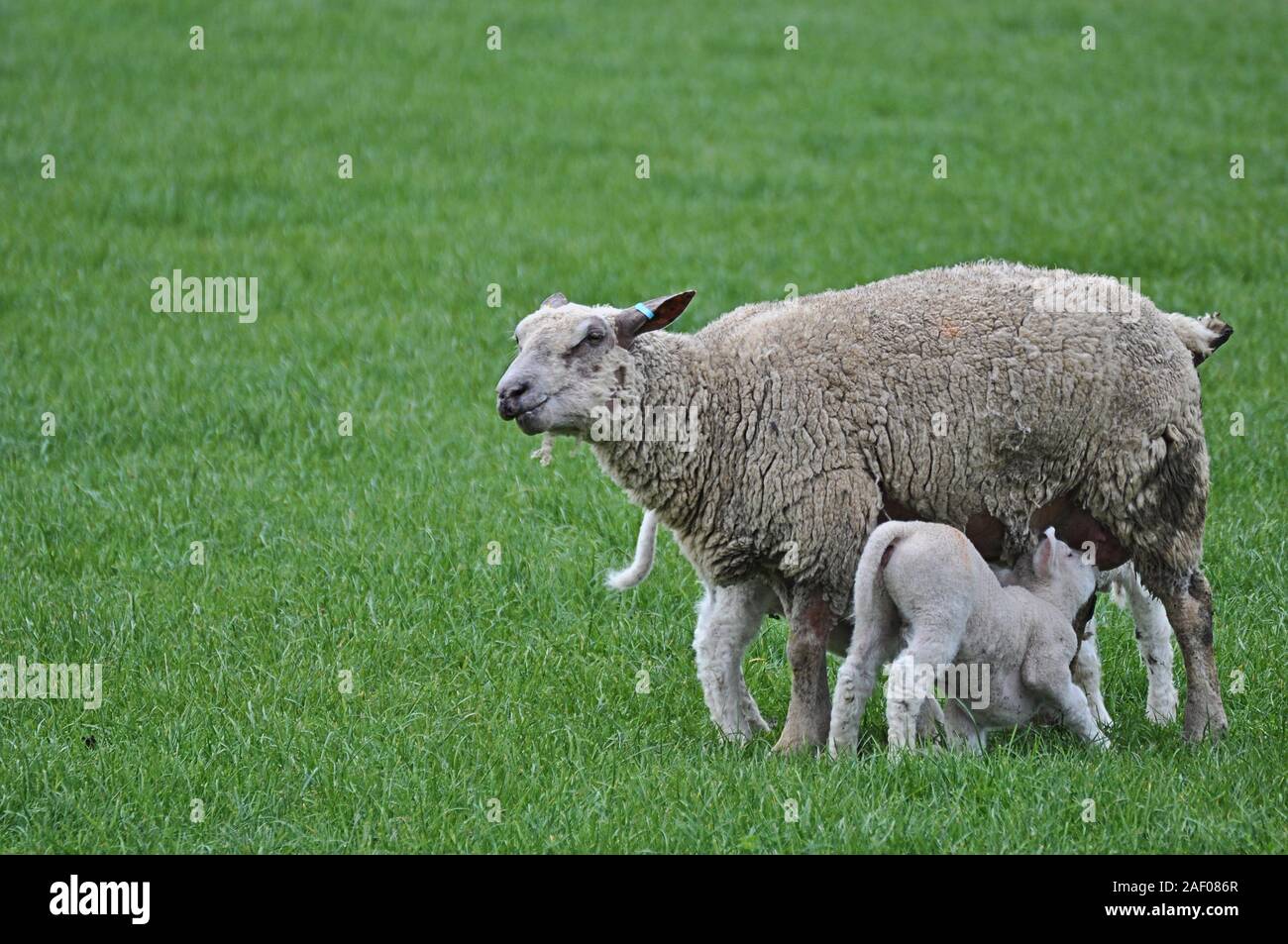 Texel Mutter Schafe füttern zwei Lämmer Stockfoto