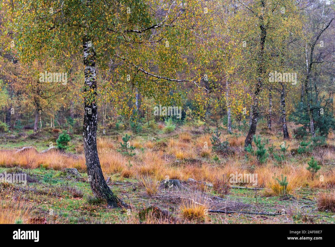 Birken mit Herbstfarben im Wald mit Gräsern Stockfoto