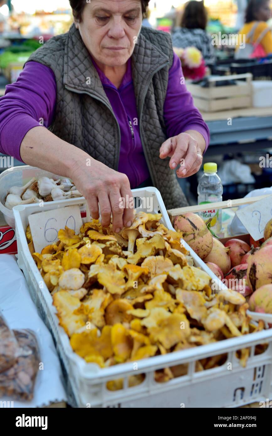 Frau Halter in Marktstand mit Versuchen von frischen Pfifferlingen essbare Pilze für Verkauf, Rovinj, Kroatien Stockfoto