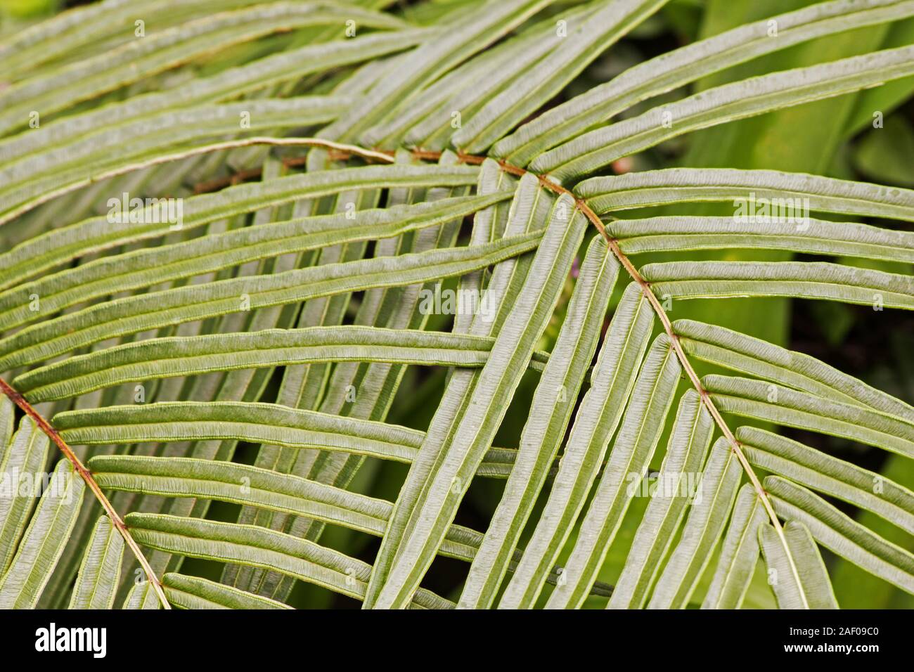 korbmarante drauen Calathea