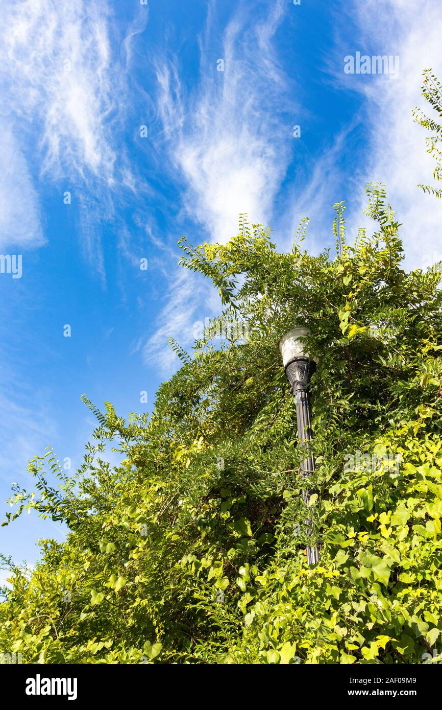 Lamp Post von Bäumen vor blauem Himmel umhüllt Stockfoto