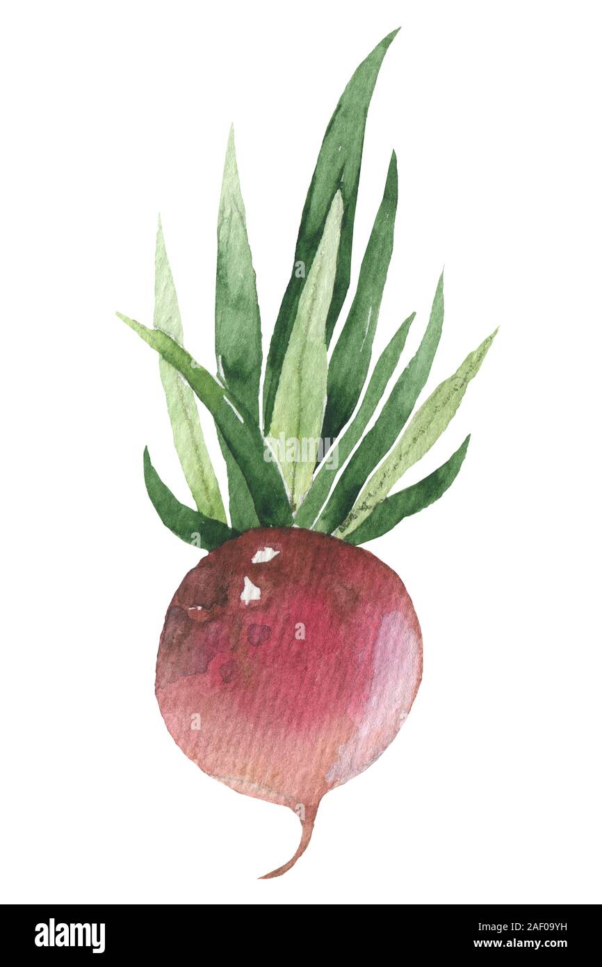 Knusprig rote Radieschen und weißen daikon Gemüse mit Sappy grüne Blätter, die für vegetarische Ernährung oder Landwirtschaft Thema, Cartoon Stil Stockfoto