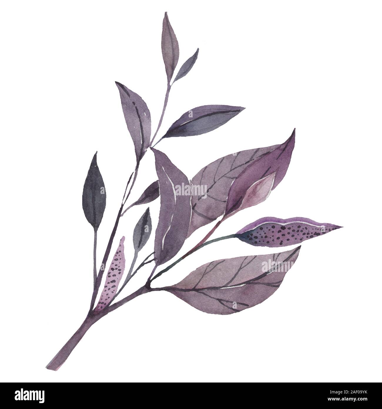 Grüne Blätter am Zweig. Aquarell. Botanische Illustration Stockfoto