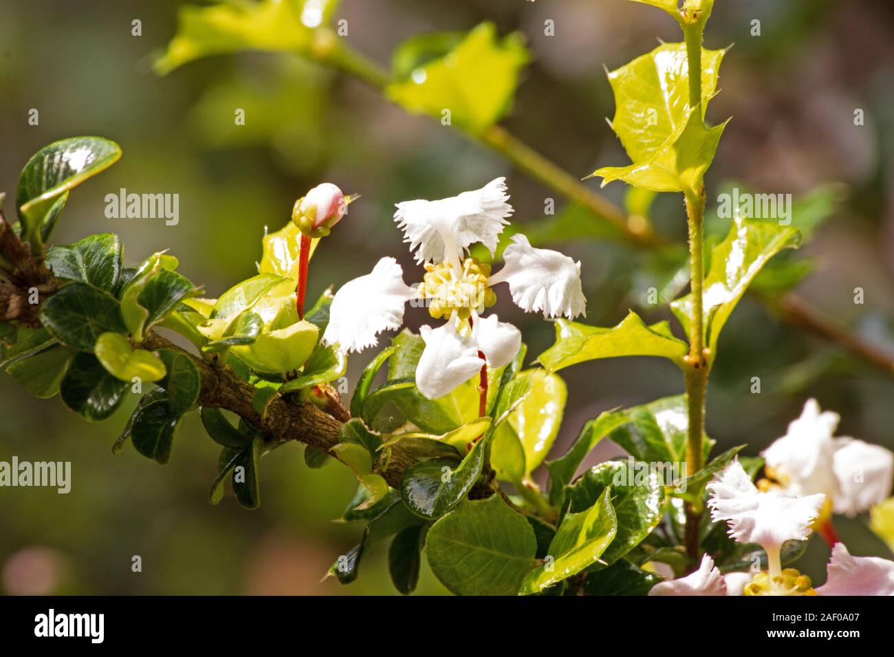 Miniatur Holly Pflanzen und Blumen Stockfoto