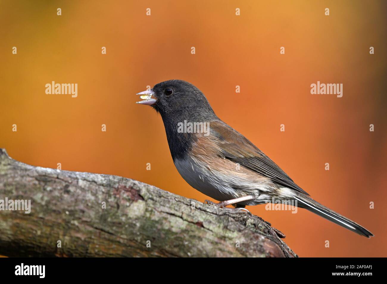 Junco, British Columbia, Kanada. Stockfoto