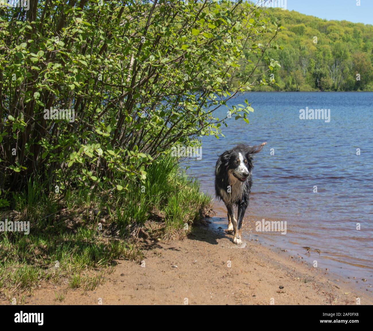 Hund in PET-übung Strand an der Pfeilspitze Provincial Park Stockfoto