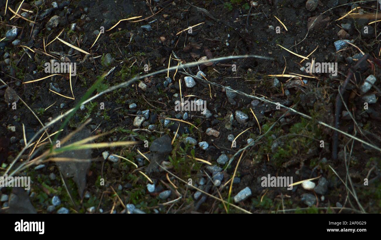 Blätter im Herbst auf grünem Gras zu backrground Wald detail Stockfoto