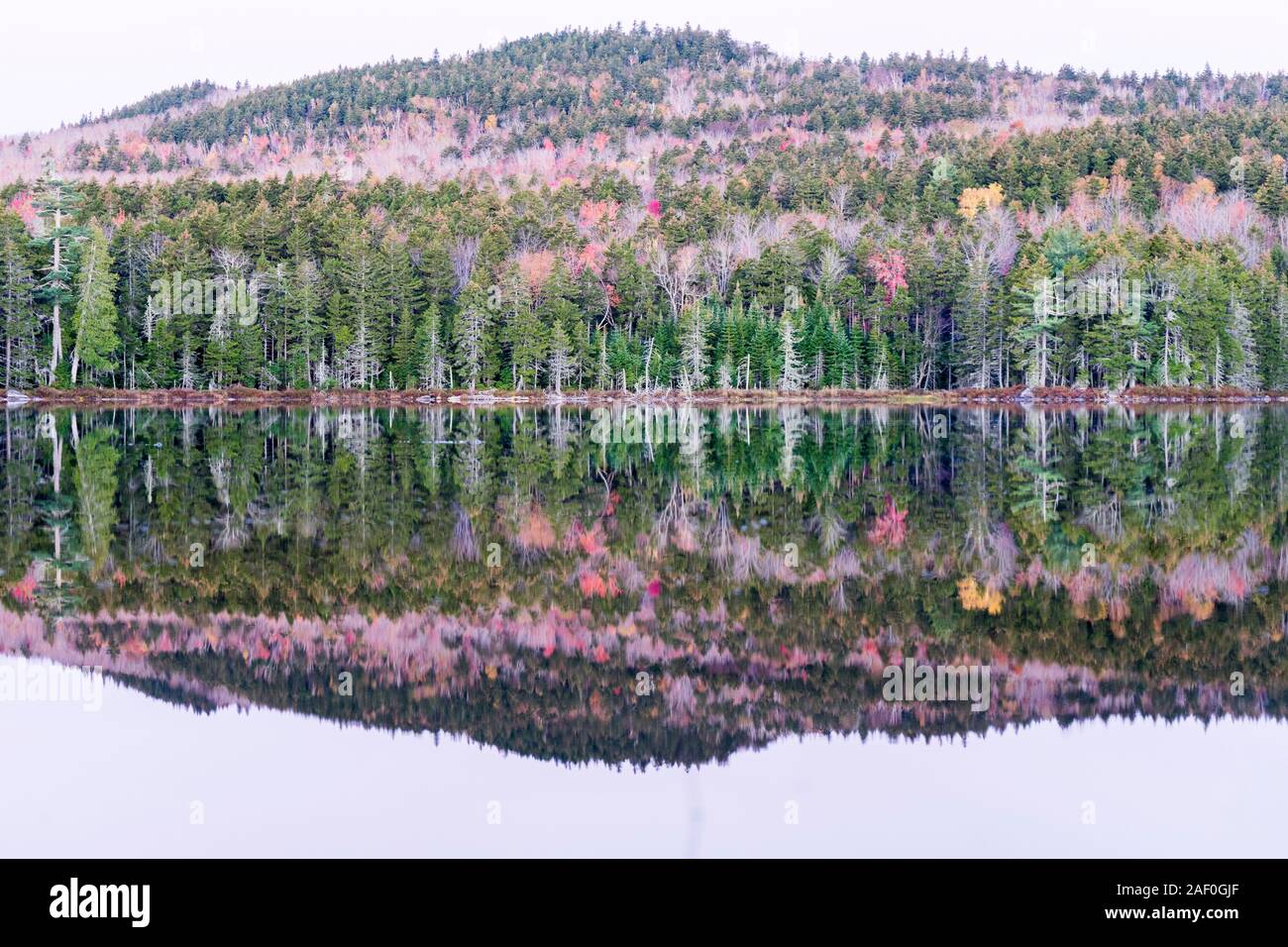 Ruhige Reflexion über Teich in Maine Stockfoto