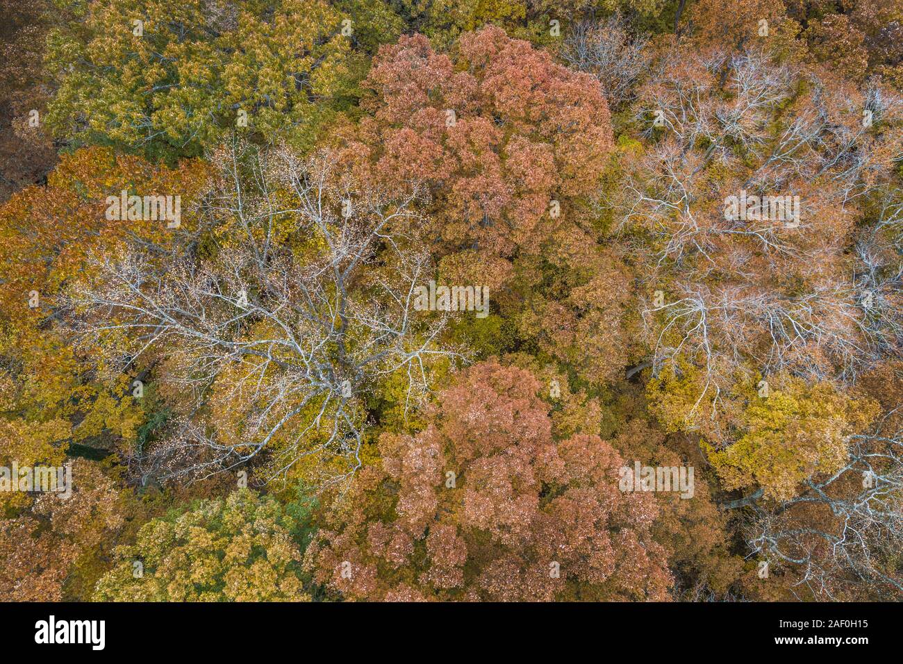 Herbstfarben, in der Nähe der Aufsichtsperson Creek, Atlanta, Georgia Stockfoto