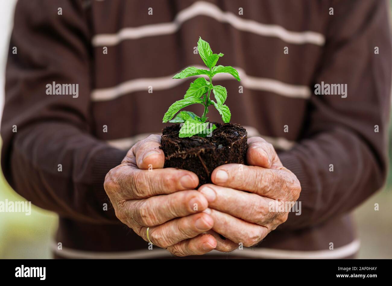 Ökologie Konzept ausgereift Hände halten einen Baum pflanzen Bäumchen mit am Boden. Tag der Umwelt Stockfoto