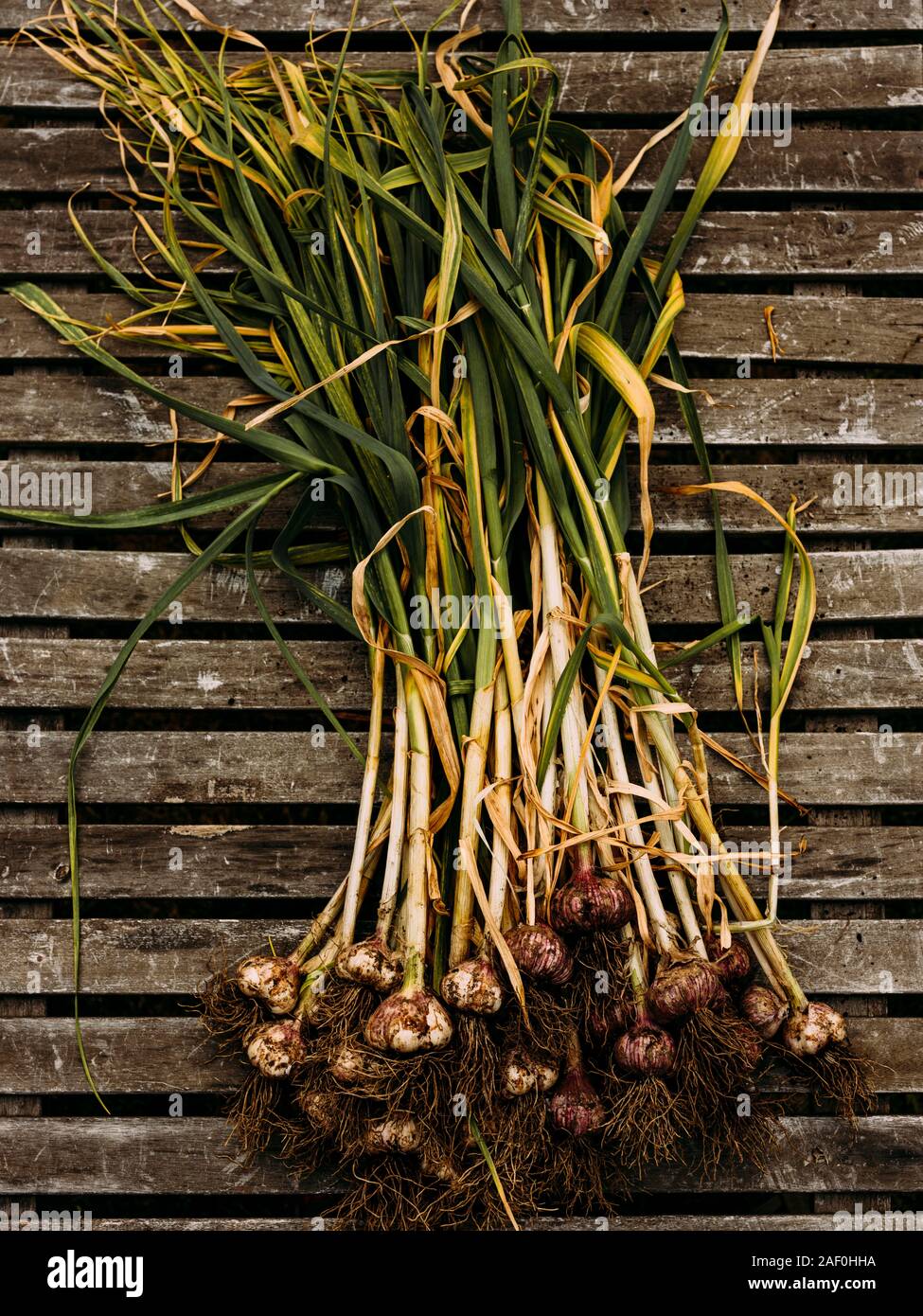 Bündel von Knoblauch aus dem Garten nach vor kurzem abgeholt Stockfoto