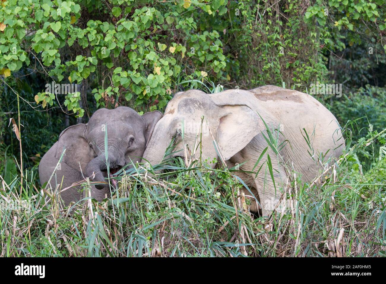Asiatische Elefanten füttern entlang des Kinabatangan Fluss Borneo Stockfoto
