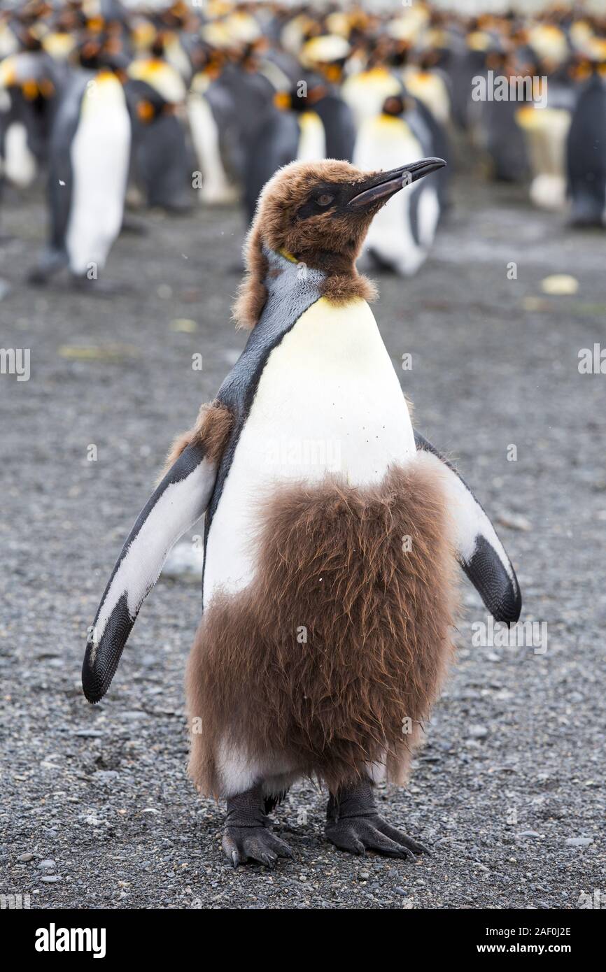 Ein junger Königspinguin Mauser aus seiner Jugendlichen bis zu Erwachsenen Federn am Gold Hafen, Südgeorgien, südliche Ozean. Stockfoto