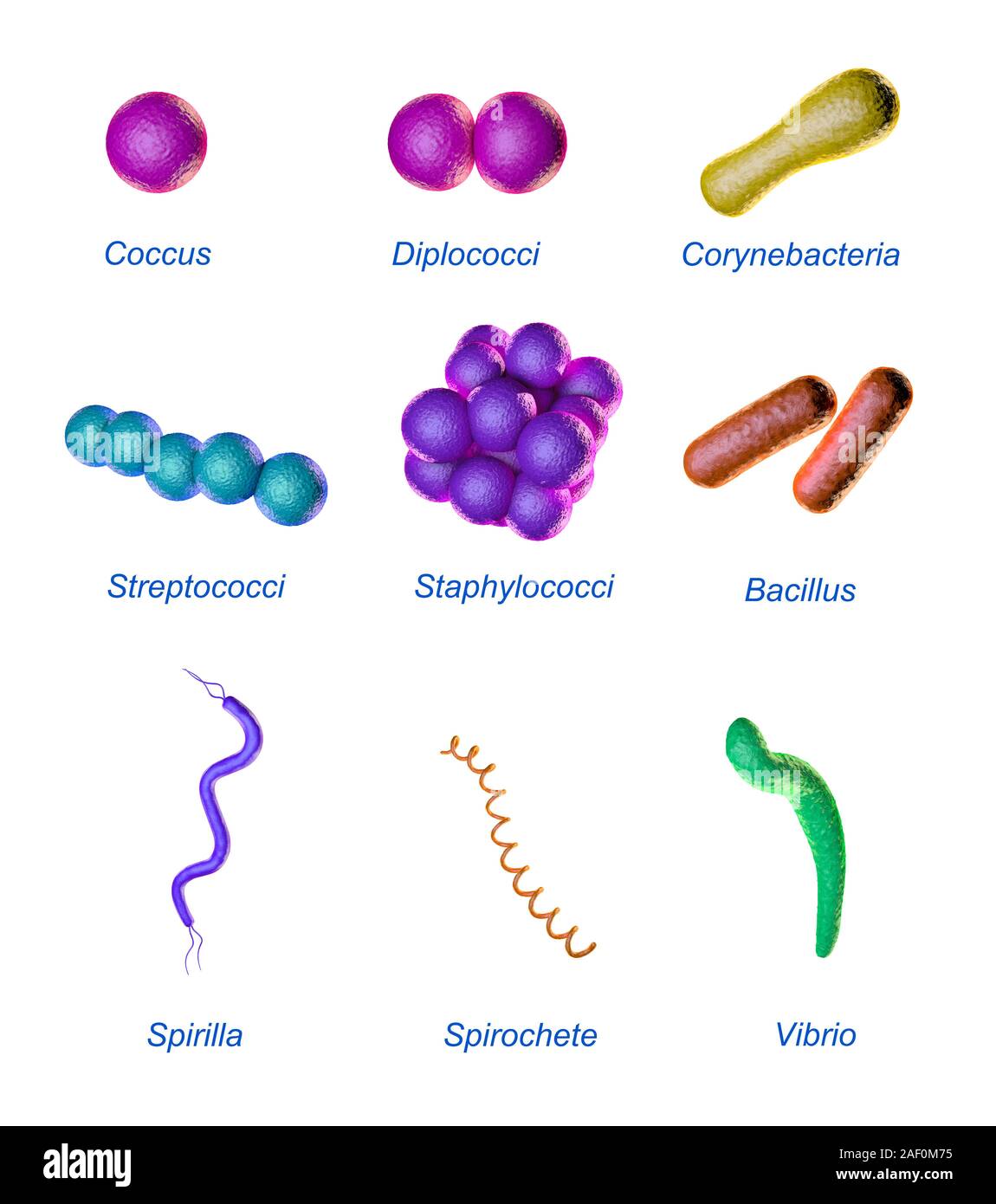 Bakterien Klassifikation, die auf Form. 3D-Darstellung. Stockfoto