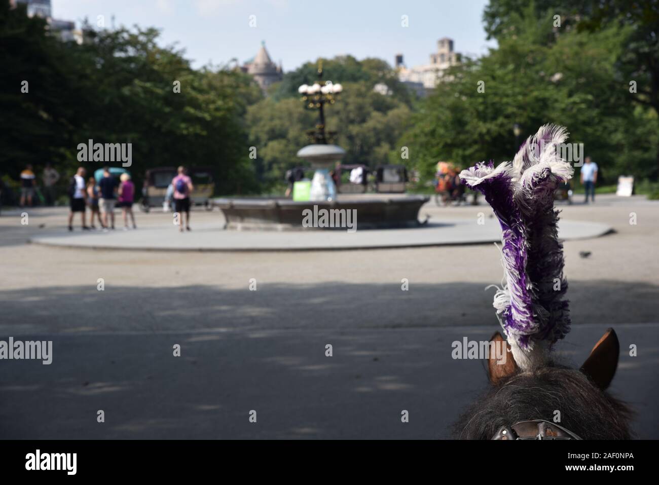 Pferd und mit der Kutsche durch den Central Park Stockfoto