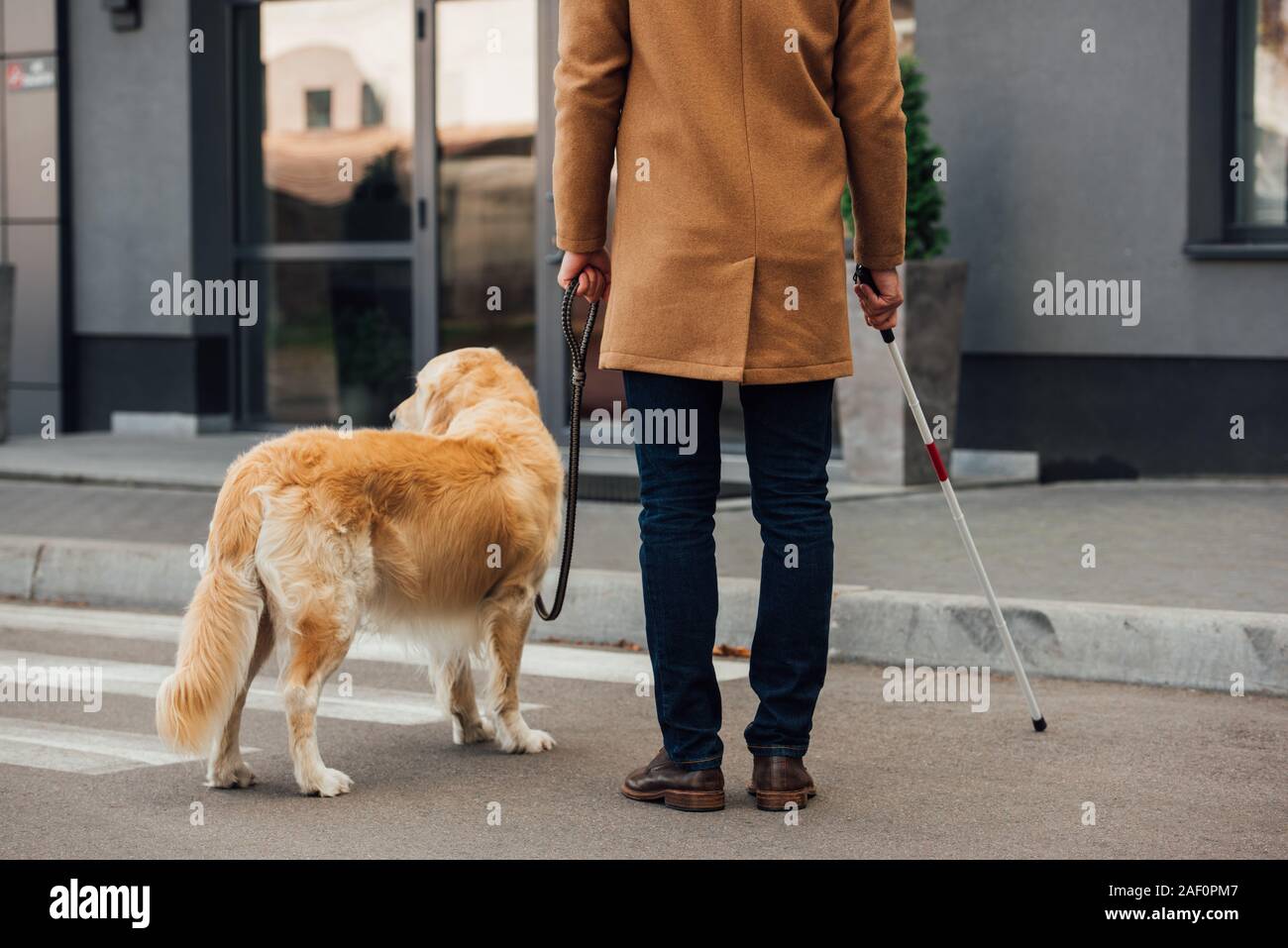 7/8-Ansicht von Mann mit Stock und Hund stand neben Zebrastreifen Stockfoto