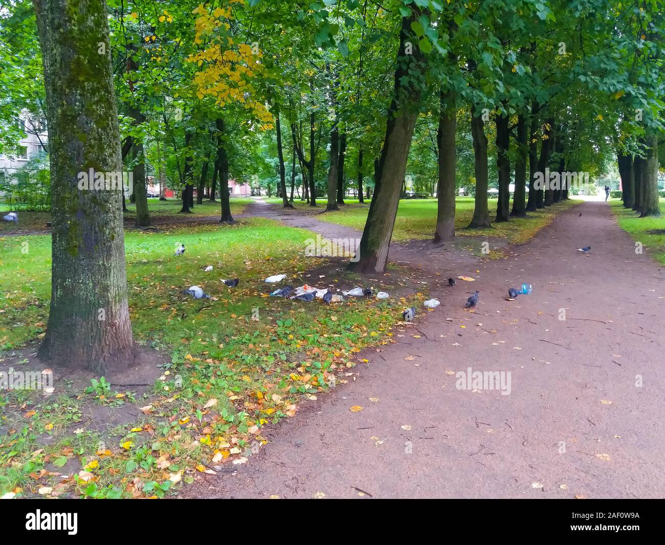 Jemand sehr unverantwortlich warfen Müll direkt neben dem Pfad einer schönen grünen Park und Tauben riss die Müll und etwas essen. Stockfoto