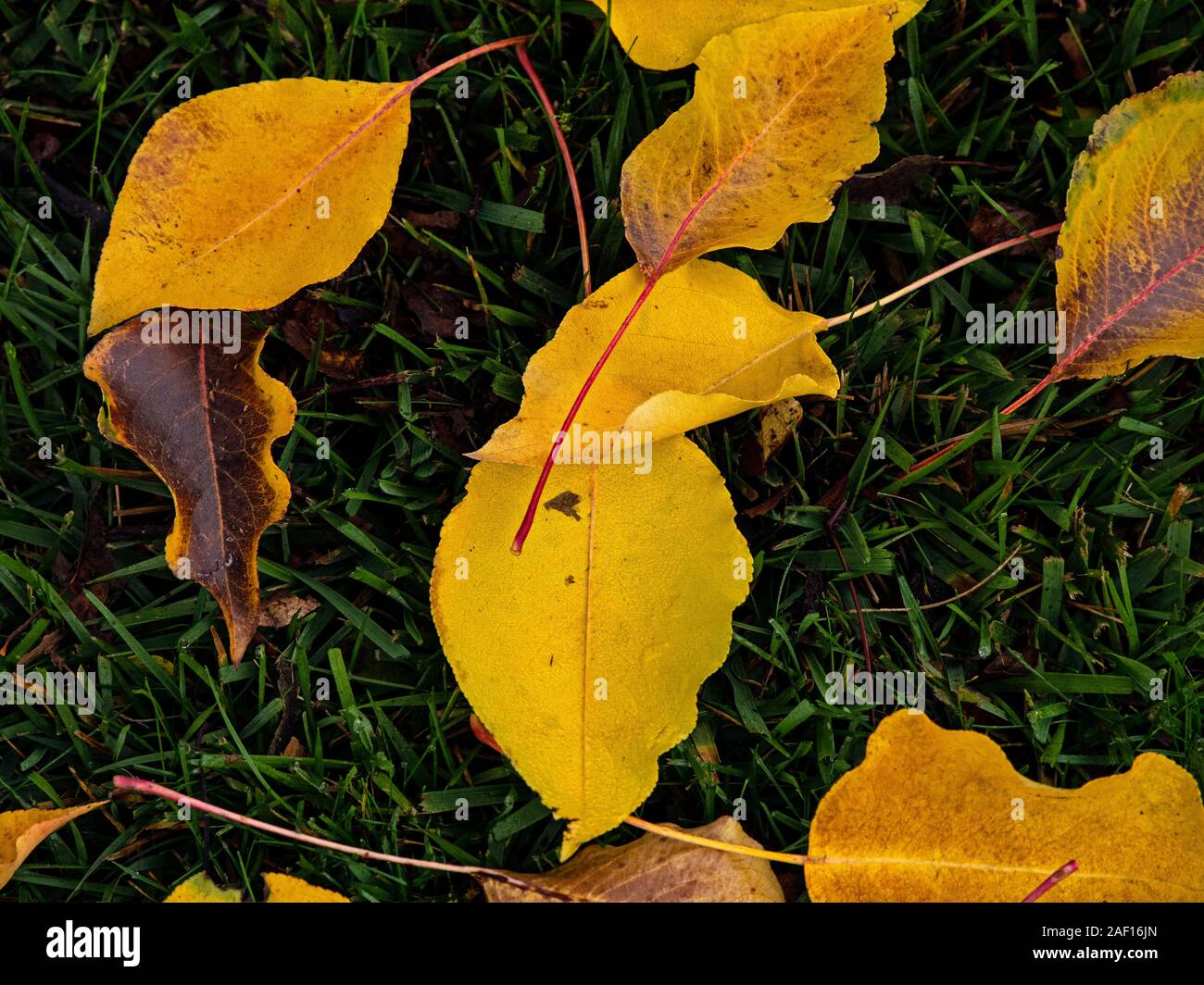 Nach dem Regen ein Platzen der Farbe Stockfoto