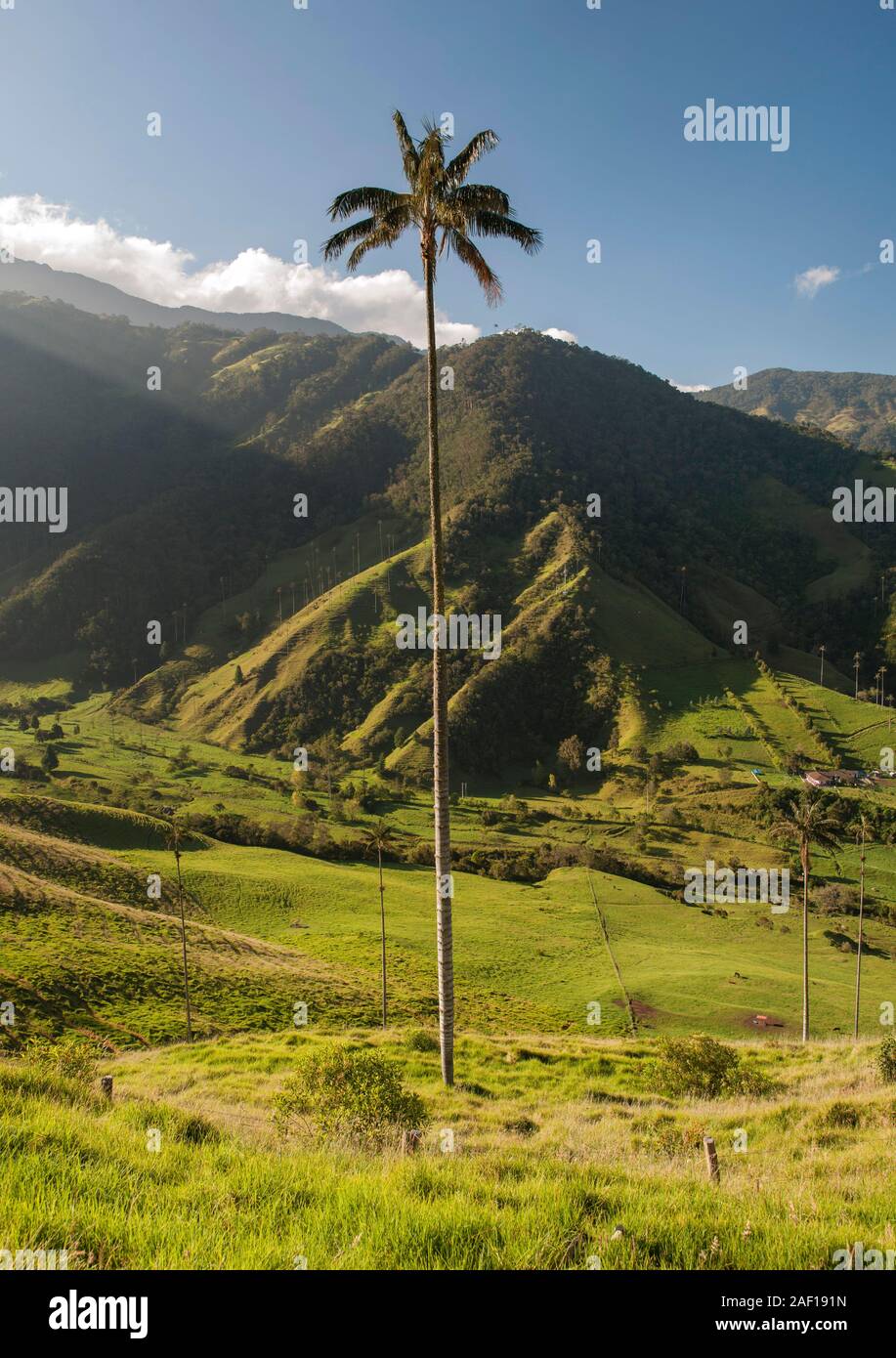 Valle de Cocora (cocora Tal) in der Nähe von Salento in Kolumbien. Stockfoto