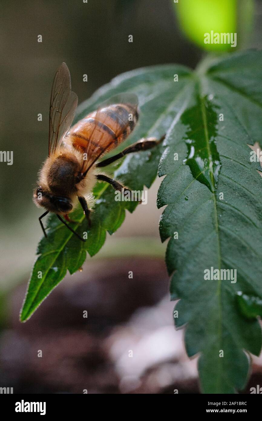 Eine Honigbiene auf Cannabis Blatt Stockfoto