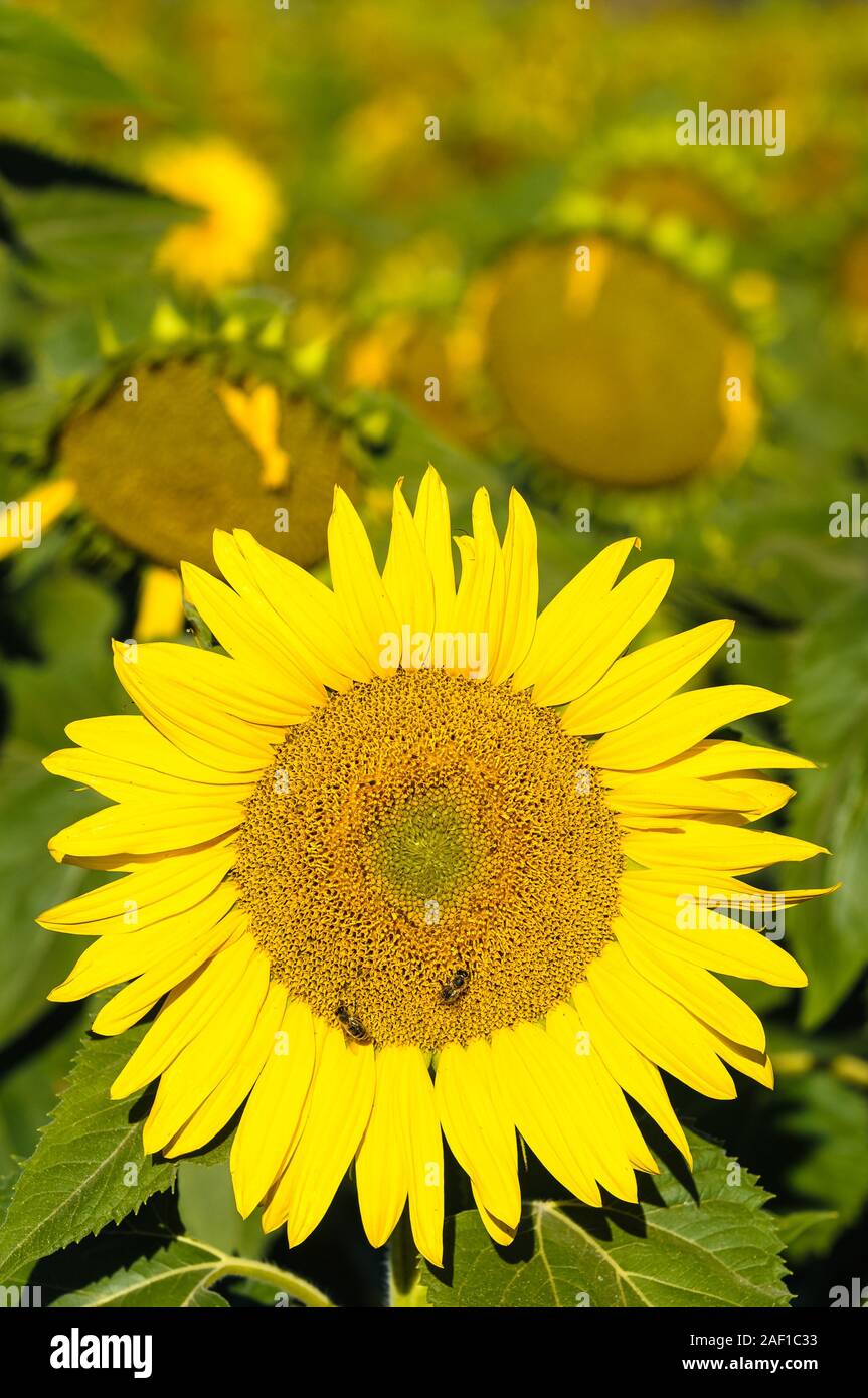 Ein einziger Sonnenblumenkopf in einem Sonnenblumenfeld in den New England Tablelands in Australien steht der Morgensonne gegenüber, während zwei Bienen Pollen sammeln. Stockfoto