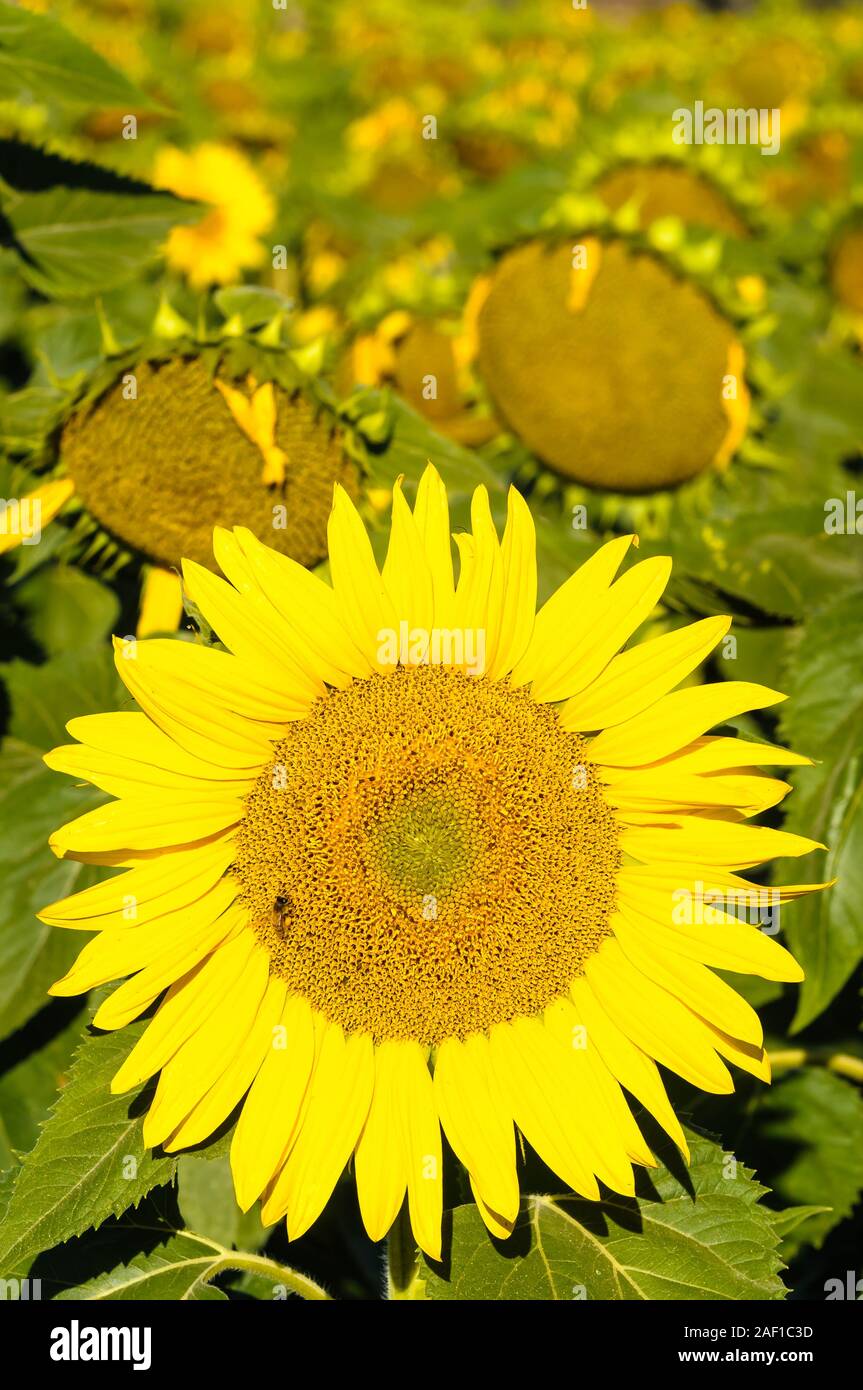 Ein Sonnenblumenkopf in einem Sonnenblumenfeld steht vor der Morgensonne, während eine einzelne Biene geschäftig Pollen in den New England Tablelands in Australien sammelt. Stockfoto