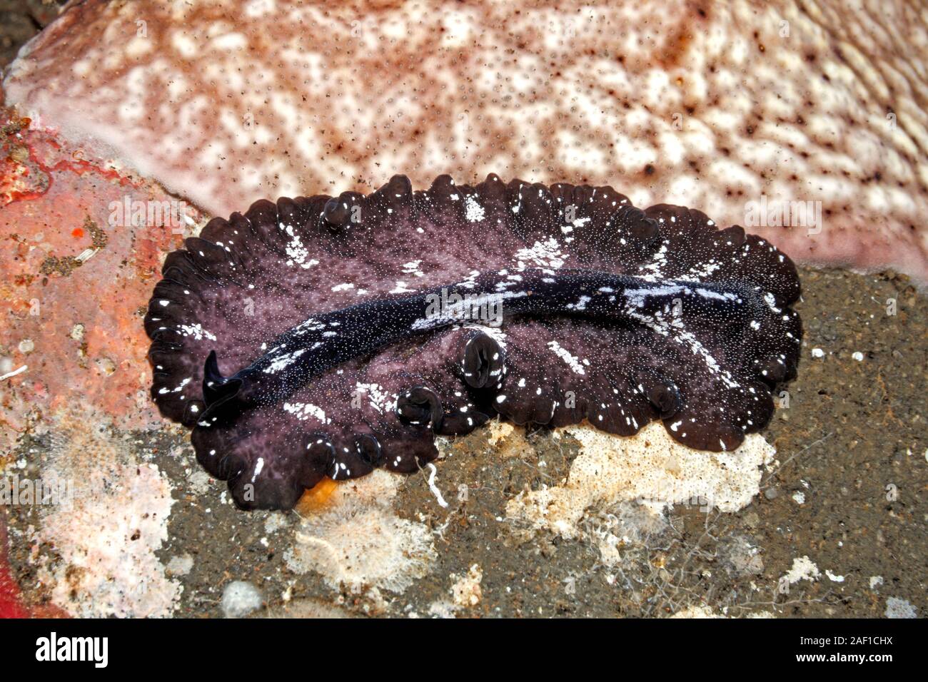 Marine Plattwurm. Wahrscheinlich Pseudocerotidae sp. Erscheint eine unbeschriebene Arten zu sein, die neuen werden kann. Tulamben, Bali, Indonesien. Bali Sea, Indischer Ozean Stockfoto