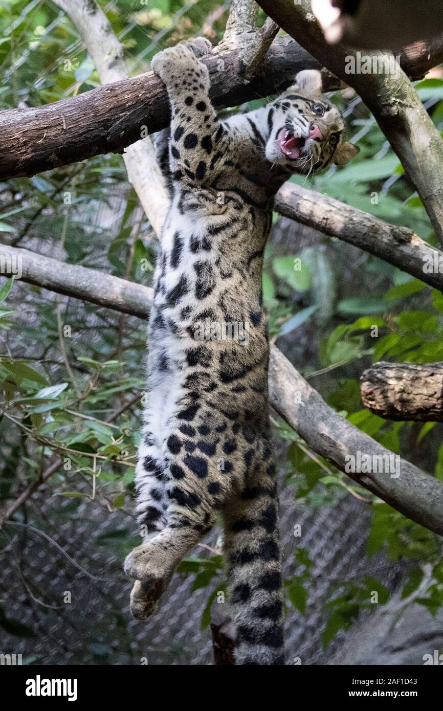 Washington, United States. 12 Dez, 2019. Eine trübe Leopard weiblich männlich Cub namens Jullian spielt auf einer Zweigstelle in einer Ausstellung am National Zoo in Washington, DC, am Dienstag, 10. September 2019. Jillian und männlichen cub Paitoon genießen Sie ihre Umgebung ihr Debüt Kennzeichnung der Öffentlichkeit im Zoo - beide sind ca. 6 monate alt und 15 Pfund wiegen. Es gibt nur 10.000 Bewölkt Leoparden in freier Wildbahn. Foto von Pat Benic/UPI Quelle: UPI/Alamy leben Nachrichten Stockfoto