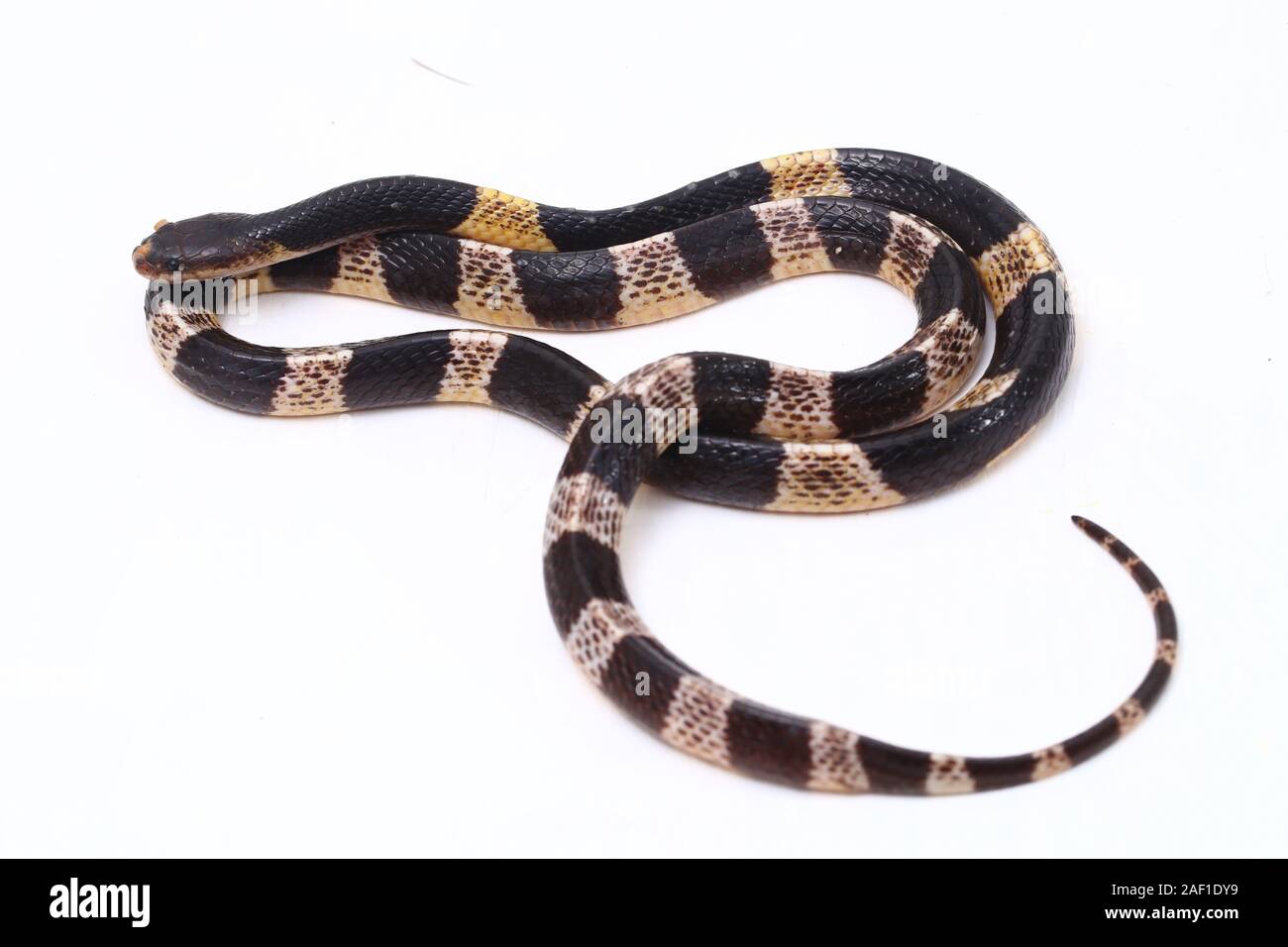 Sehr giftige, Malayan krait oder blauer Krait (Bungarus candidus) auf weißem Hintergrund Stockfoto