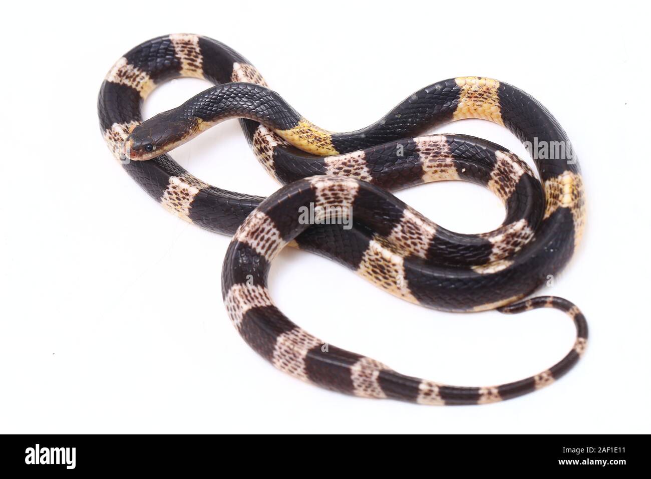 Sehr giftige, Malayan krait oder blauer Krait (Bungarus candidus) auf weißem Hintergrund Stockfoto