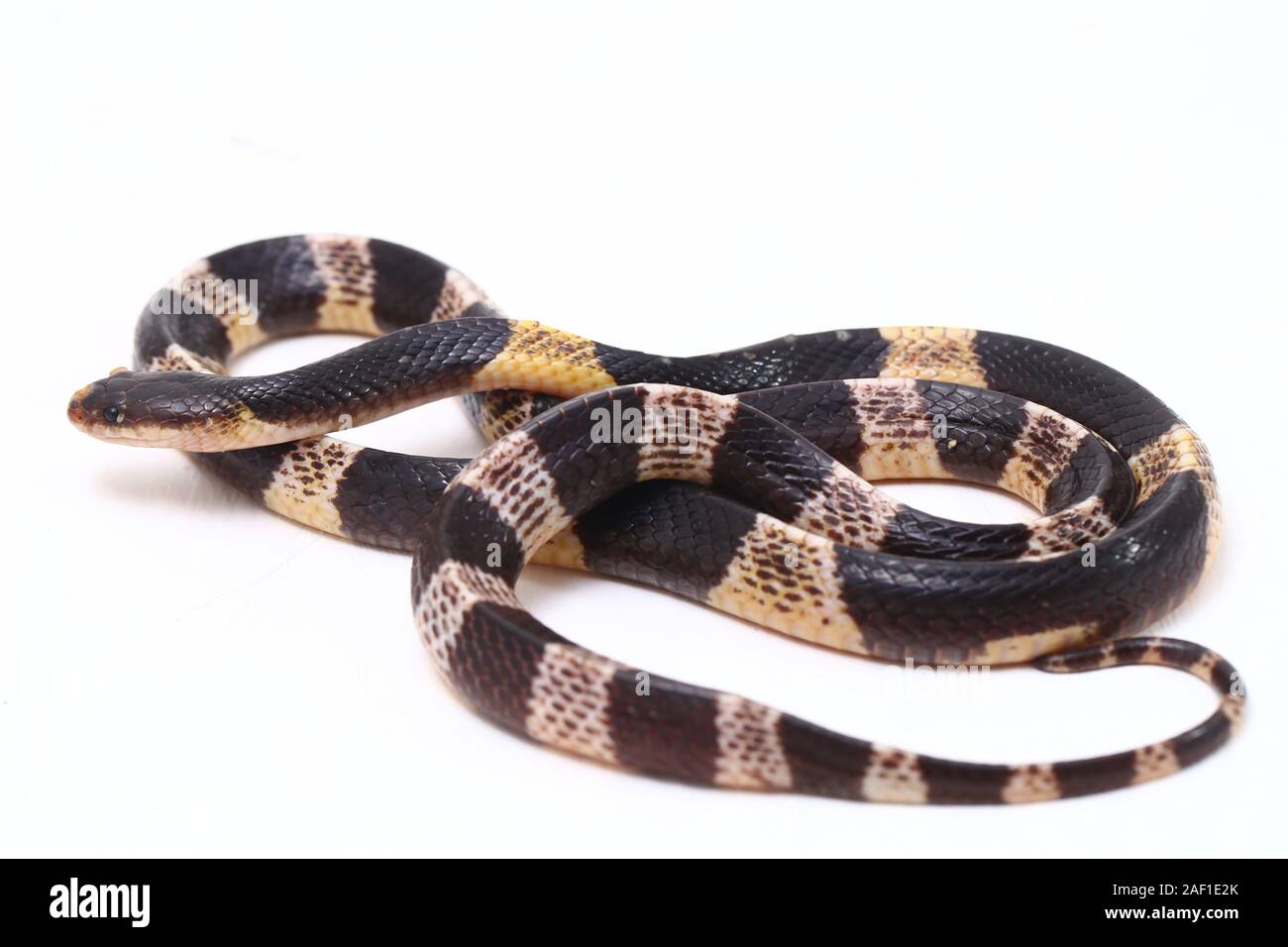 Sehr giftige, Malayan krait oder blauer Krait (Bungarus candidus) auf weißem Hintergrund Stockfoto