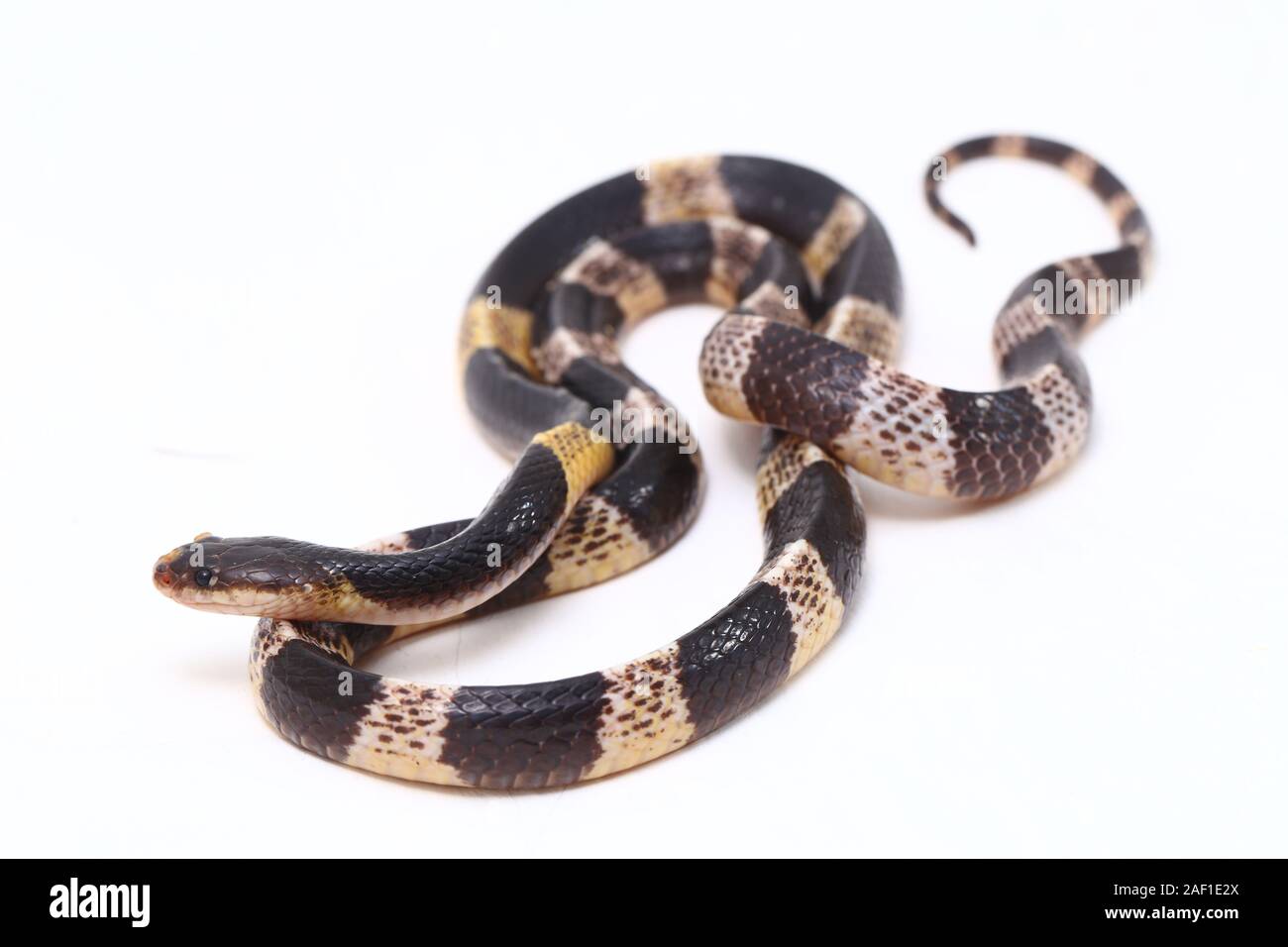 Sehr giftige, Malayan krait oder blauer Krait (Bungarus candidus) auf weißem Hintergrund Stockfoto