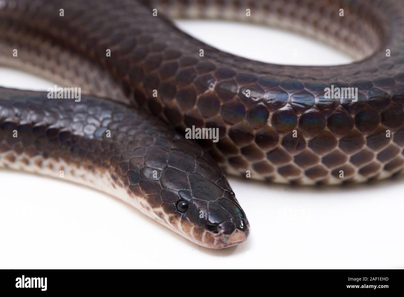 Xenopeltis unicolor. Gemeinsamen Namen: Sunbeam Snake ist ein nicht giftiger Sunbeam Schlange. auf weißem Hintergrund Stockfoto