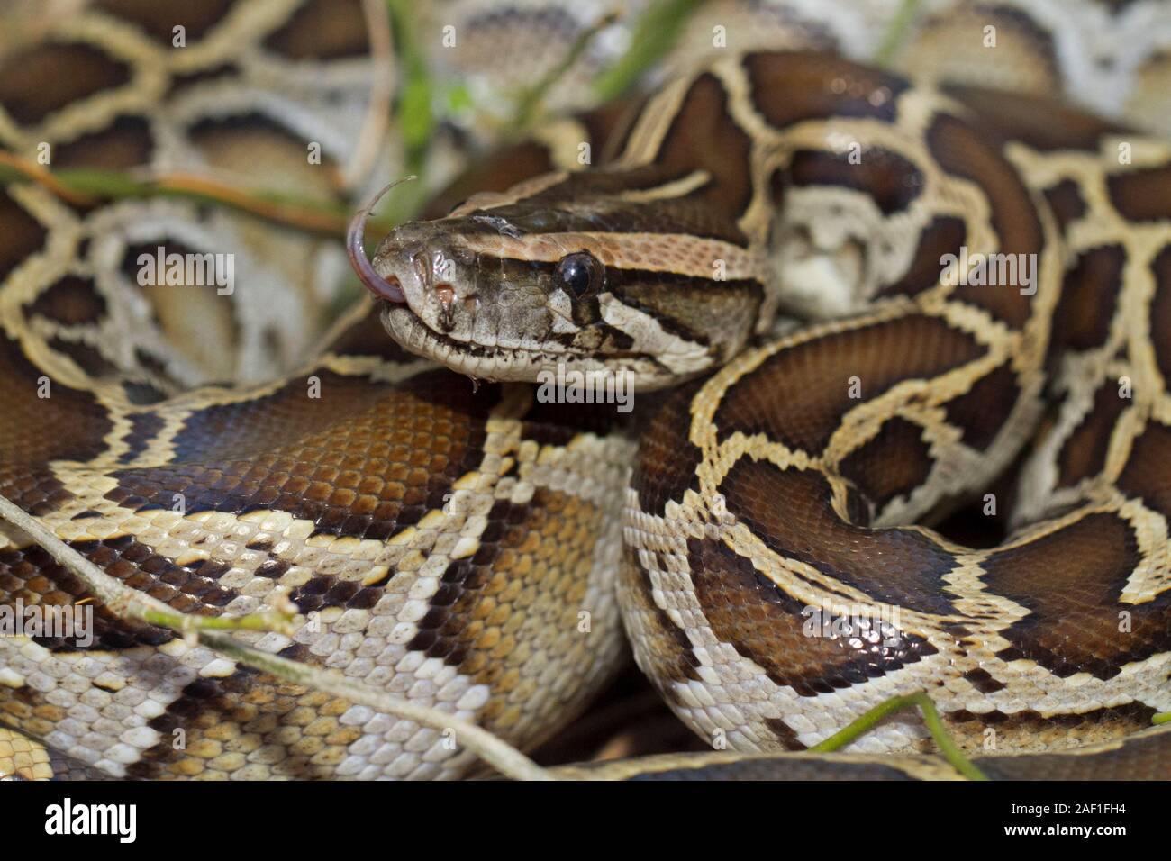 Nahaufnahme von tigerpython (Python molurus bivittatus) Stockfoto