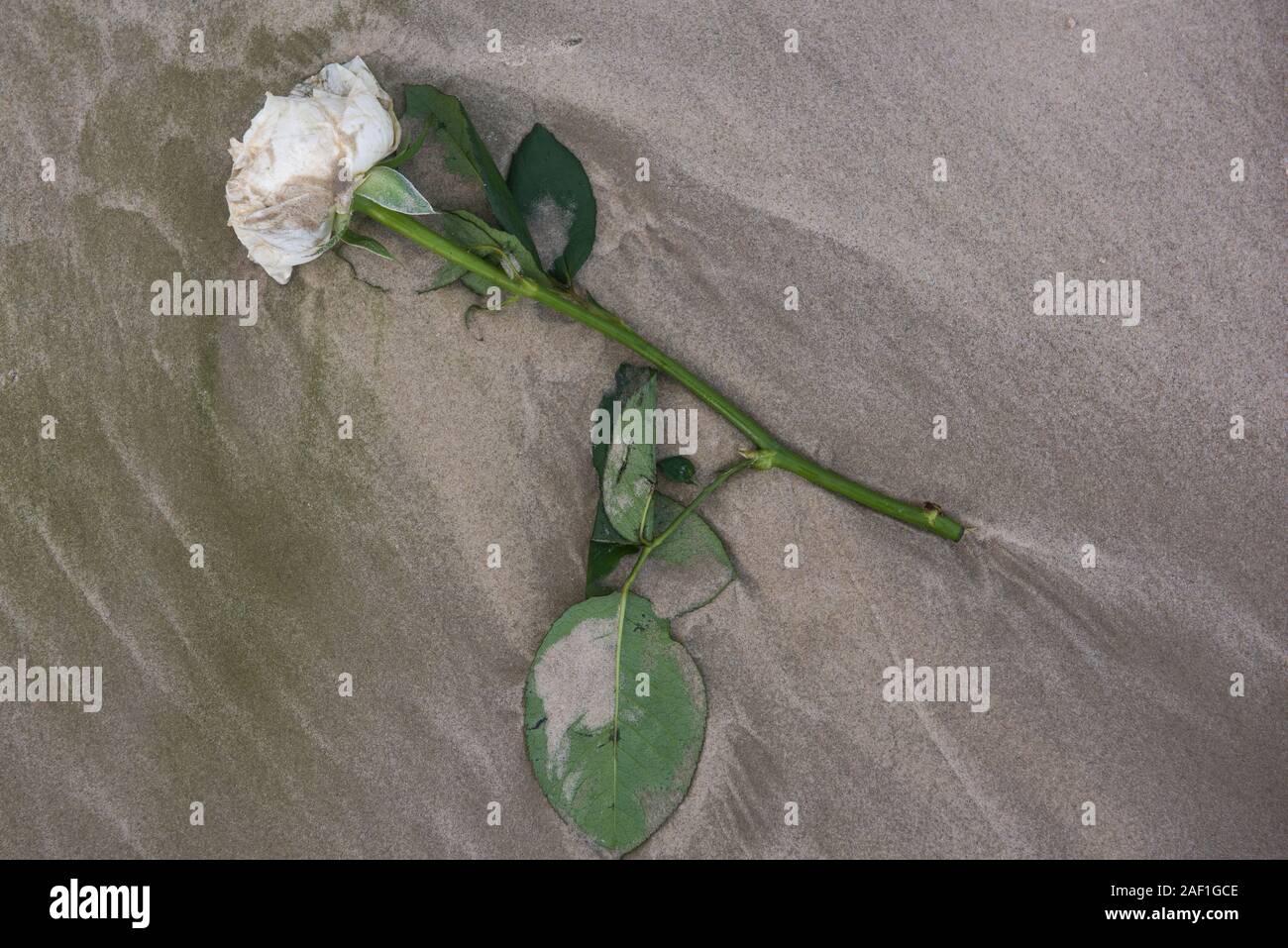 Weiße Rose auf den Strandsand geworfen Stockfoto