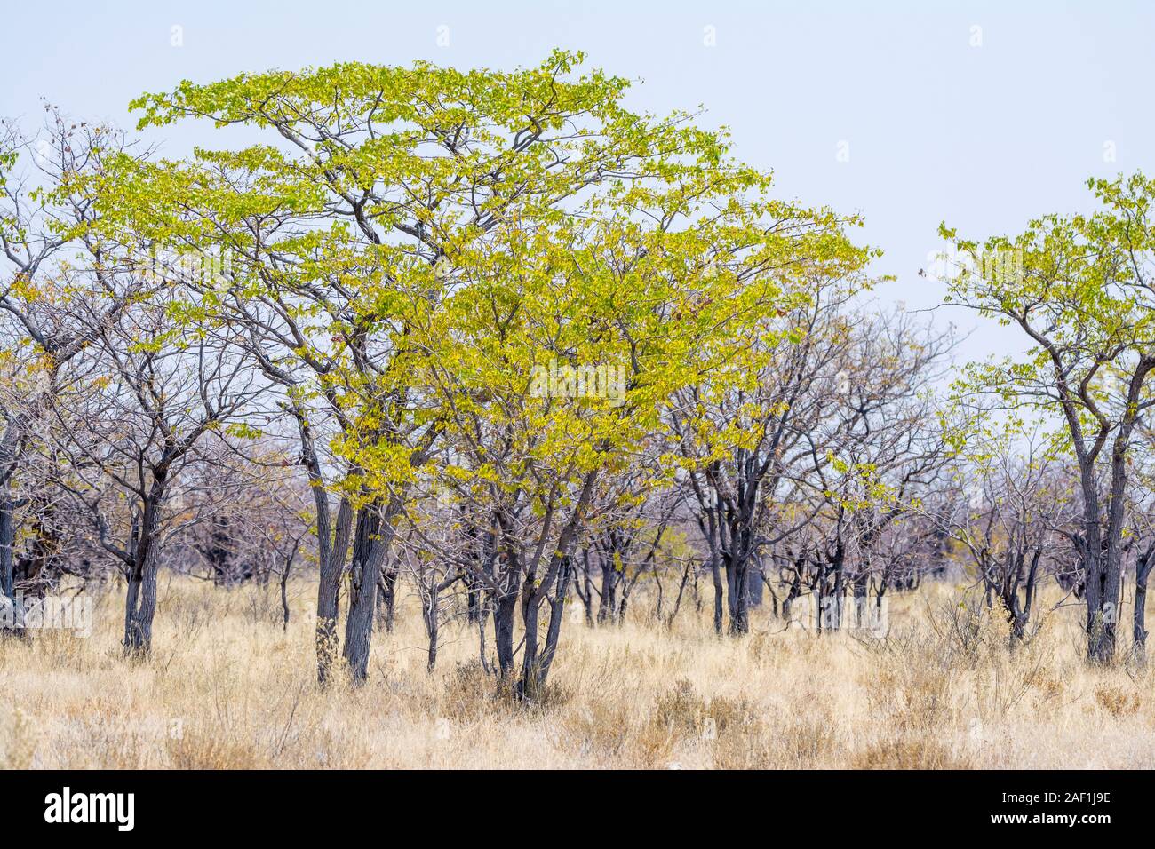 Akazie blühende, Etosha National Park, Namibia Stockfoto