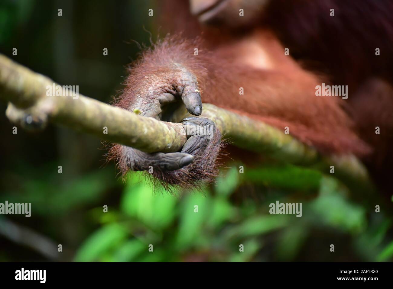 In der Nähe der Orang-utan (Pongo pygmaeus) Tanjung Puting Nationalpark, Zentralkalimantan, Borneo, Indonesien. Stockfoto