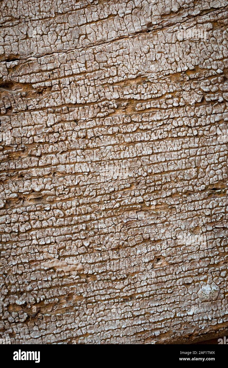 Weiße Risse im Lack auf Holz Stockfoto