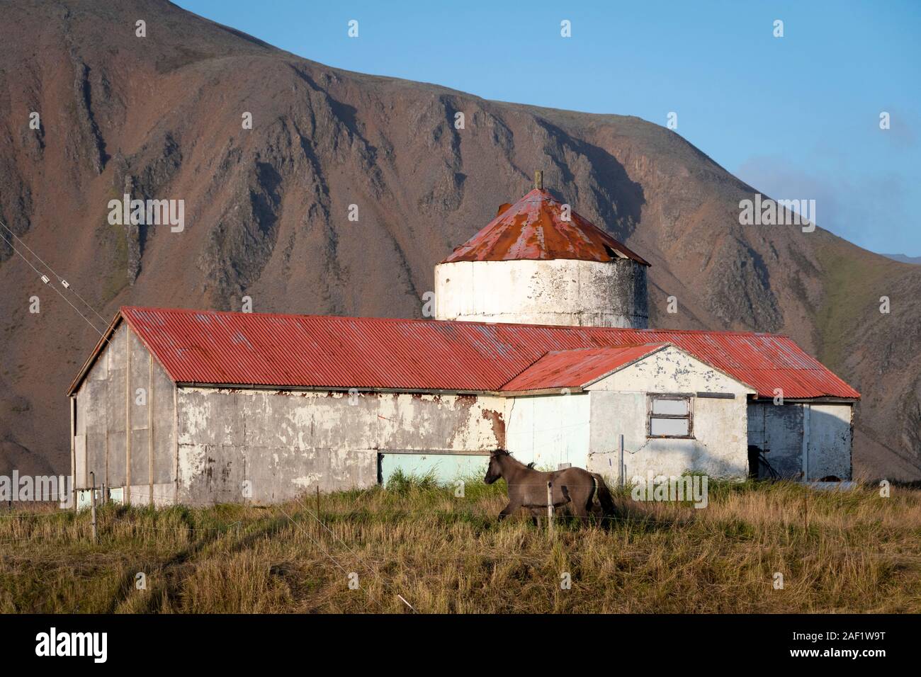 Islandpferde vor von landwirtschaftlichen Gebäuden,, Bjarnanes, in der Nähe von Höfn, Island Stockfoto