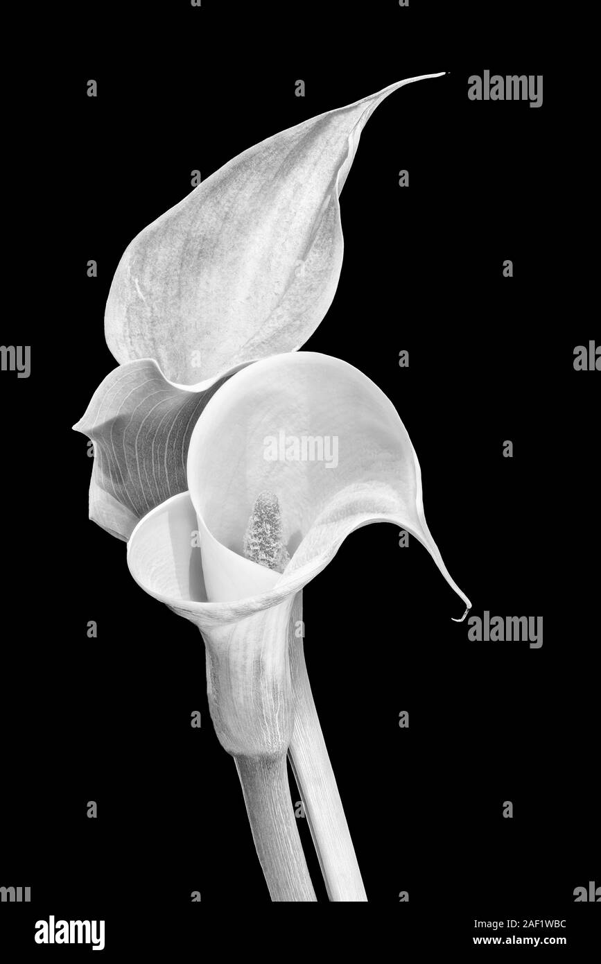 Monochrome Paar calla Blüten, schwarzer Hintergrund, feine kunst Stillleben Makro, zwei ausführliche Strukturierte blüht, vintage Stil Stockfoto