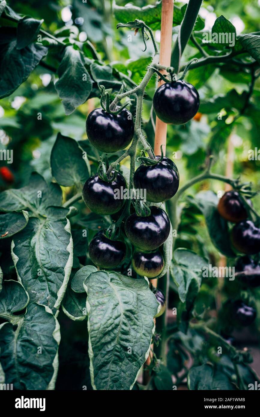 Schwarze Tomaten Stockfoto