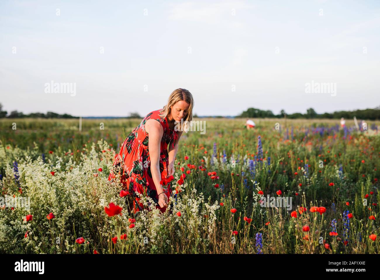 Frau Blumen pflücken auf Wiese Stockfoto
