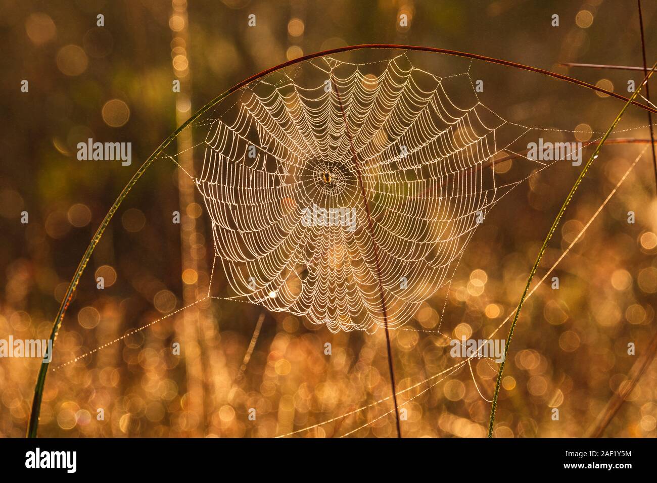 Blick auf Spinnennetz bei Sonnenuntergang Stockfoto