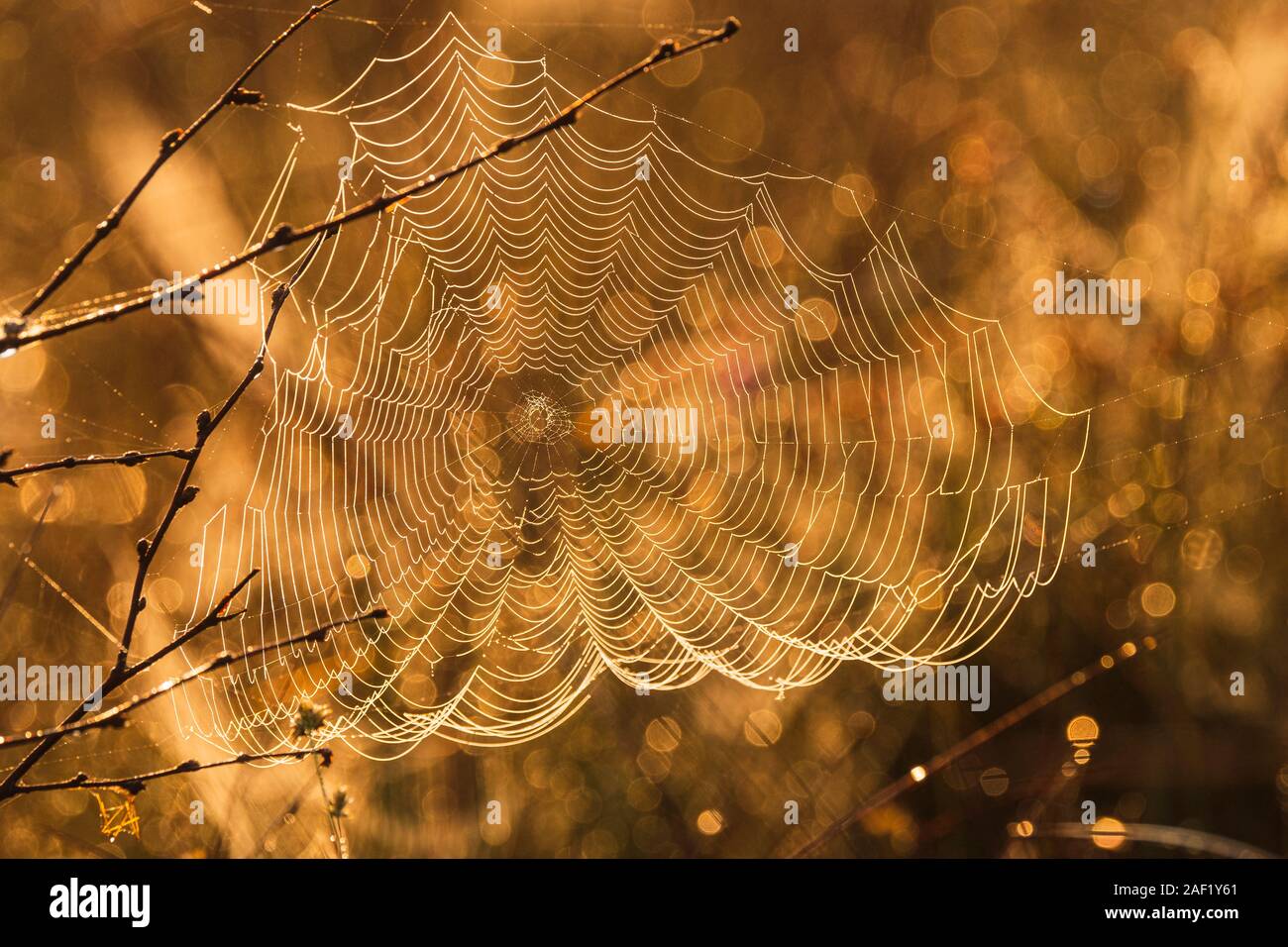 Blick auf Spinnennetz bei Sonnenuntergang Stockfoto