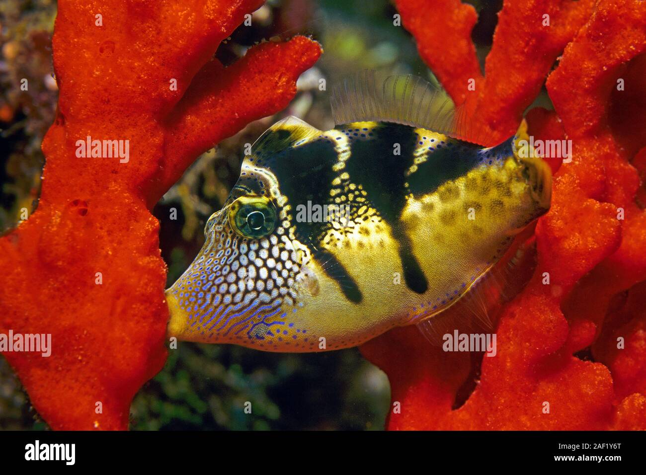Schwarz - gesattelt Lederjacke, Blacksaddle Filefish (canthigaster Amboinensis), Schlafen, halten auf einem Schwamm, Ari Atoll, Malediven Stockfoto