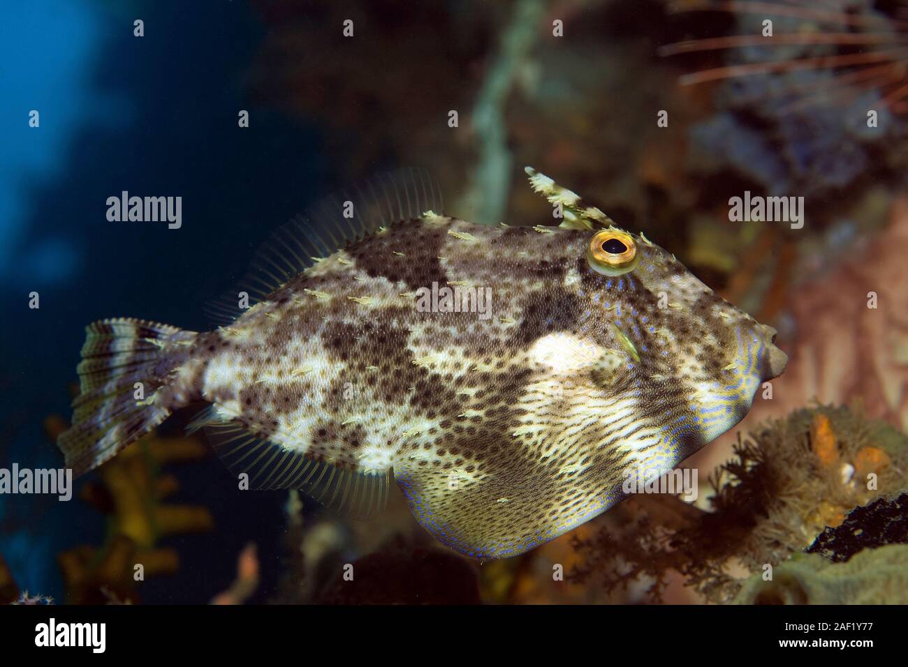 Borste Schwanz filefish, Borsten-tail Datei - Fisch (Acreichthys tomentosus), am Ducomi Pier, Dumaguete, Negros, Philippinen Stockfoto