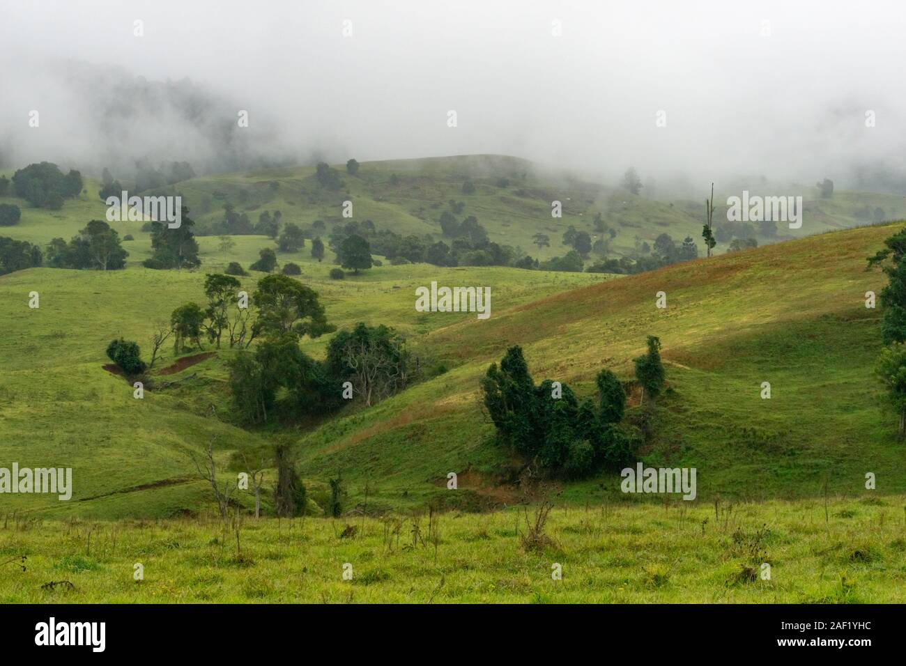 Sub-tropischen Hügeln mit starken Regen und Nebel rollen über Sie Stockfoto