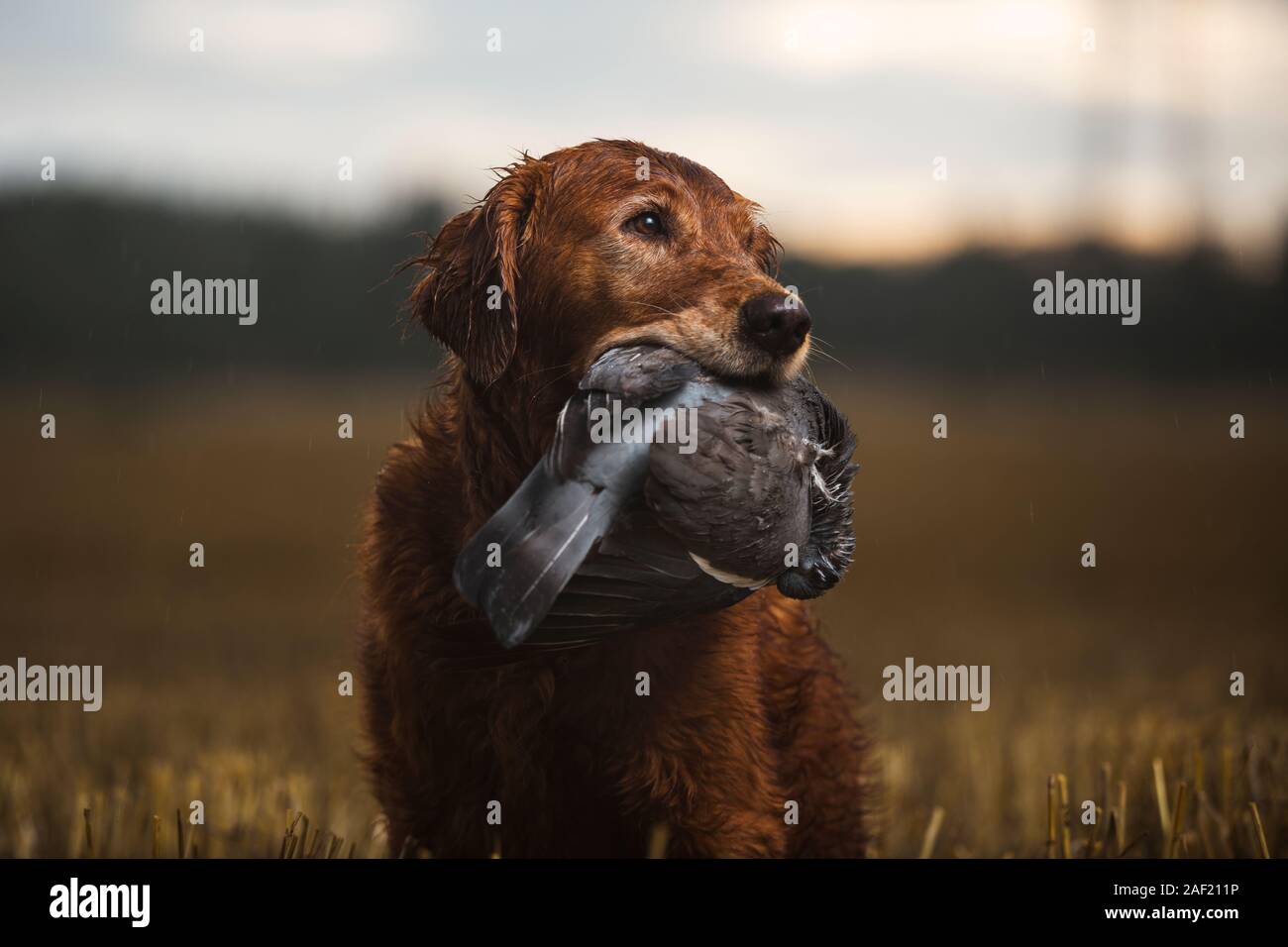 Jagdhund mit toten Vogel Stockfoto