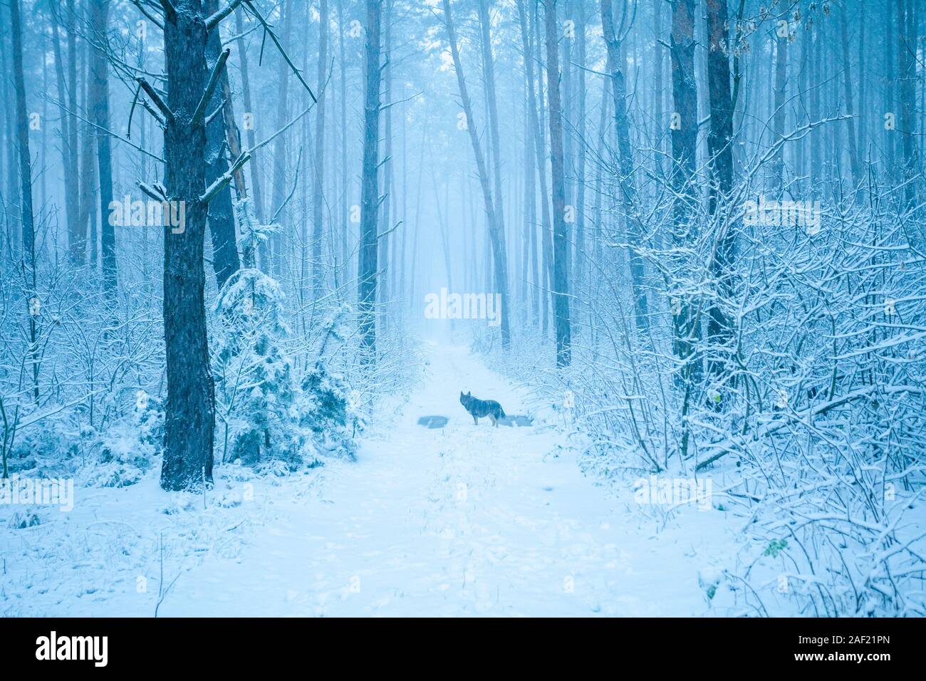 Coyote Track Stockfotos Und Bilder Kaufen Alamy