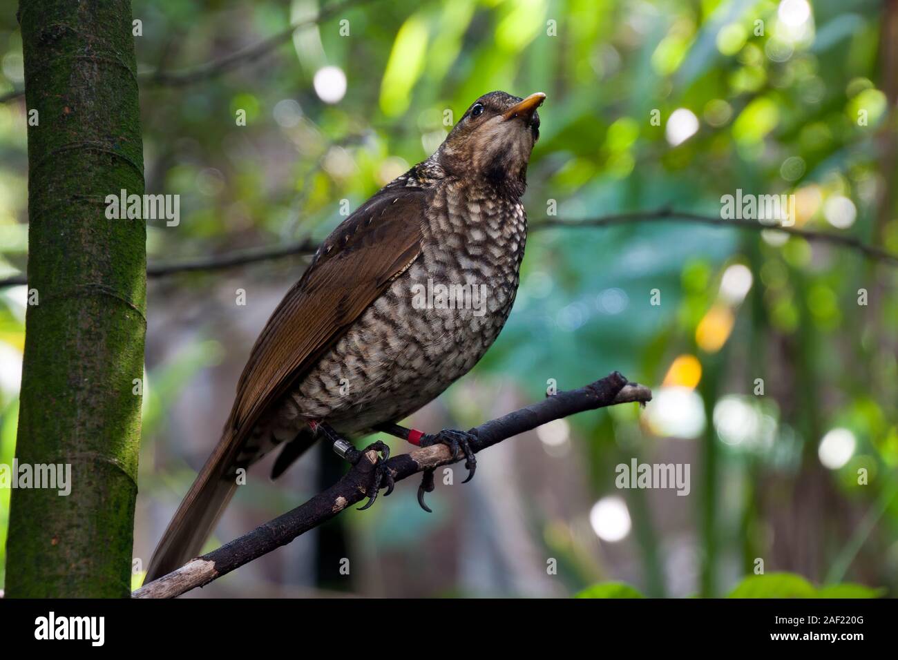 Sydney Australien, Sericulus chrysocephalus oder Regent bowerbird auf Ast sitzend Stockfoto